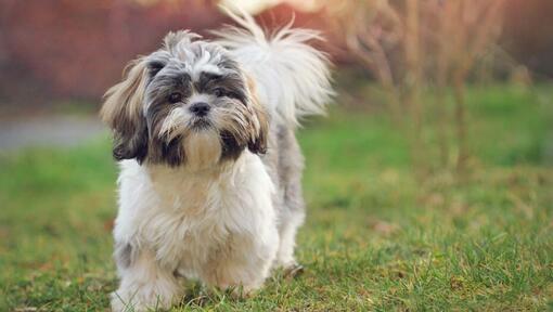 Shih tzu colors sales brindle